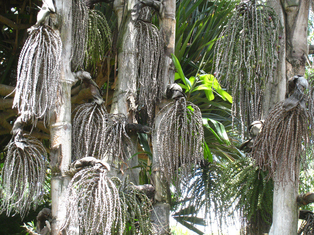 نخل کاریوتا